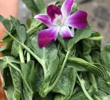 Pea Shoots