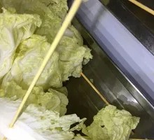 Baby bok choy