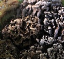 Dry Mushroom