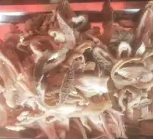 Offal Soup