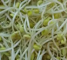Bean sprouts
