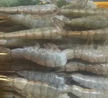 Charcoal-Grilled Large Green Shrimp