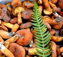 Wild Red Milk Mushroom
