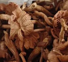 Wild Piaotiao Mushroom