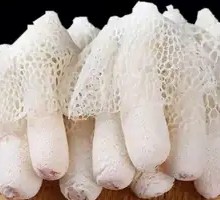 Fresh Bamboo Fungus