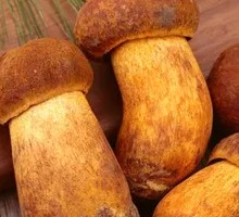 Wild Chanterelle Mushroom