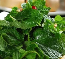 Fresh Mint