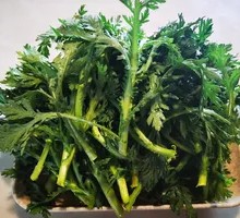 Chinese chrysanthemum greens