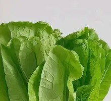 Bok choy