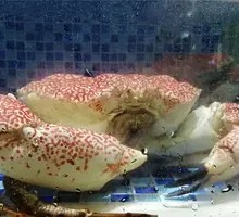 King Crab