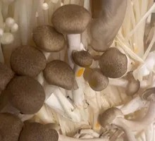 Mushroom Assortment Platter