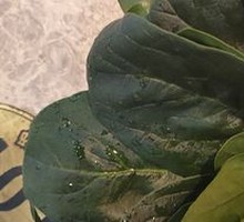 Spinach