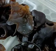 Wood Ear Mushroom