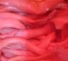 Duck Trachea