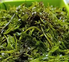 Bamboo Shoot Firecracker
