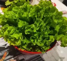 Lettuce