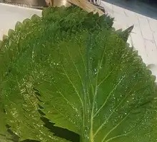 Perilla Leaf