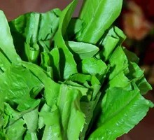 Oilseed lettuce