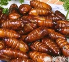 Money Merchant Jasmine Crispy Caterpillar