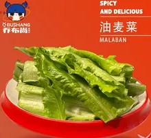 Oilseed lettuce