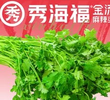 Cilantro
