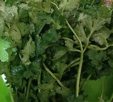 Cilantro