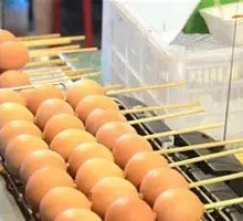 Raw Roasted Goose Egg
