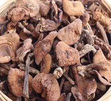 Golden Needle Mushroom