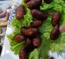 Silkworm pupae