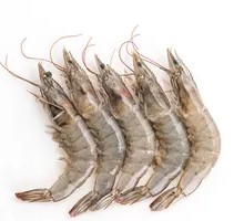 Large Shrimp