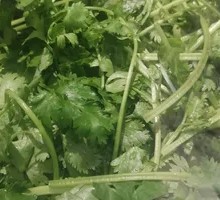 Cilantro
