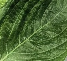 Perilla Leaf