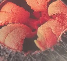 Delicate Sea Urchin