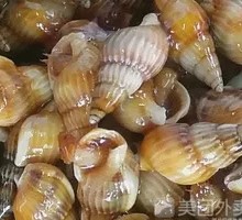 Special Sea Snail