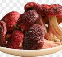 Red Pine Umbrella Mushroom