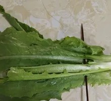 Oilseed lettuce