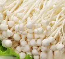 Golden Enoki Mushrooms