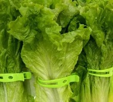 Lettuce