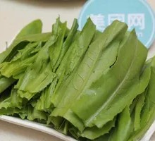 Oilseed lettuce