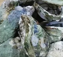 Oyster