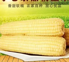 Northeast White Sweet Corn