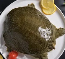 Softshell Turtle