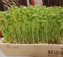 Live Potted Bean Sprouts