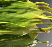 Sea lettuce