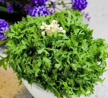 Chinese chrysanthemum greens