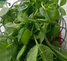 Pea Shoots