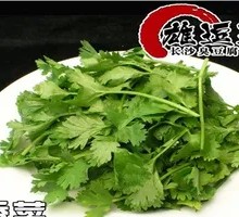 Cilantro