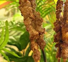 Fresh Grilled Lamb Skewers