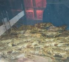 Premium Crab