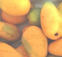 Small Taiwan Mango